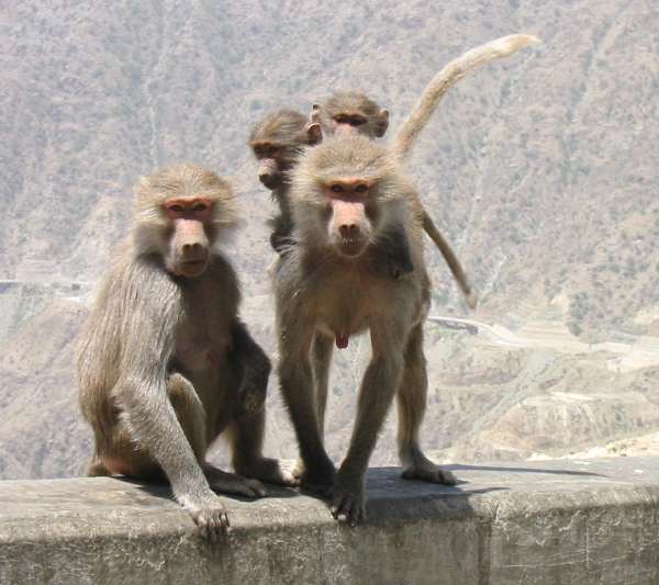 BHbaboons.jpg